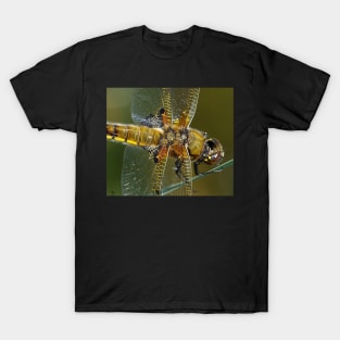 broad bodied chaser dragonfly T-Shirt